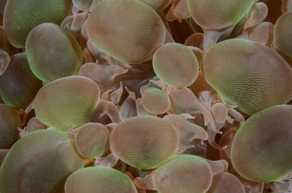 Indonesia, Komodo NP Close-up of hard coral